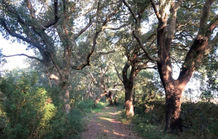 Brindisi. Bosco Lucci. Foto dal profilo Facebook del Bosco dei Lucci