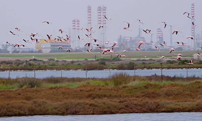 Brindisi. Saline Regie di Punta della Contessa. Aironi in volo, sullo sfondo l'area industriale - ph. Alessandro Caiulo 2026