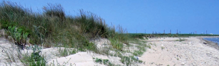 Brindisi. Saline Regie di Punta della Contessa. Dune con vegetazione spontanea sulla spiaggia