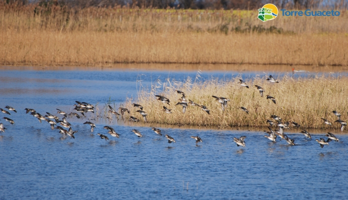 Torre Guaceto - ph. Consorzio di Gestione di Torre Guaceto