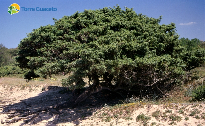 Torre Guaceto - ph. Consorzio di Gestione di Torre Guaceto