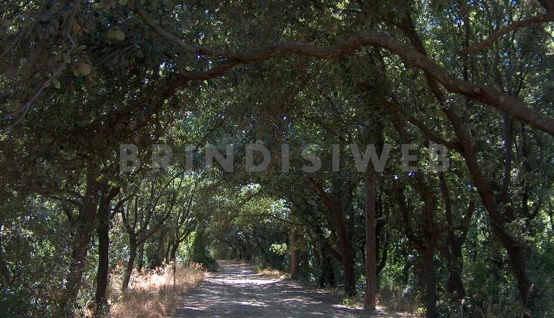 Bosco di Cerano - Tramazzone