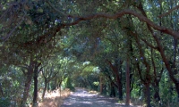 Bosco di Tramazzone e Cerano