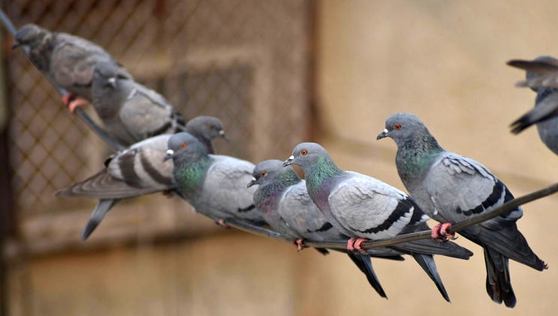 Alcuni piccioni di città - dal web