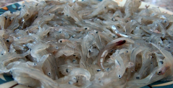 La "Skuma ti mari" o bianchetti