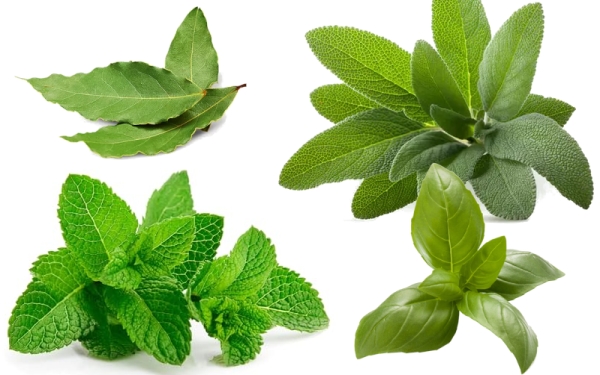 Essenze utilizzate nella preparazione del Centerbe