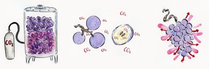 Schema della macerazione carbonica - dal web