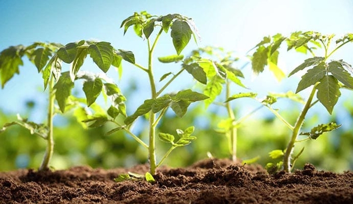 Piantine di pomodoro - foto dal web