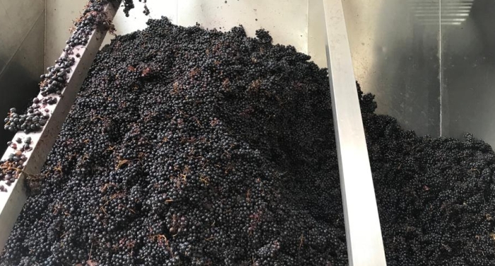 La uve nere appena raccolte