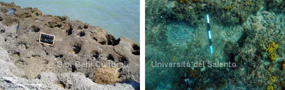 A sinistra buche di palo nel banco di roccia, a destra le buche di palo sul fondale roccioso(2)