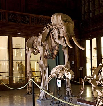 Scheletro dell'elefante al Museo Zoologico di Napoli