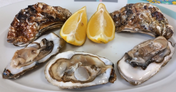 Ostriche brindisine (ph. G. Membola 2025)