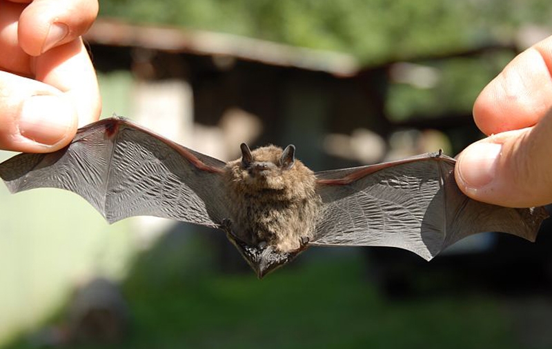 Pipistrello (Arch. PNAM nel comune di Entracque - CN. Foto concessa da Aree Protette Alpi Marittime)