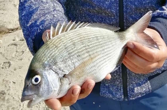 Esemplare di sarago maggiore