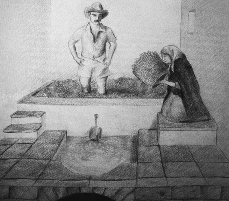 La pigiatura delle uve nel palmento (disegno A. Mingolla)