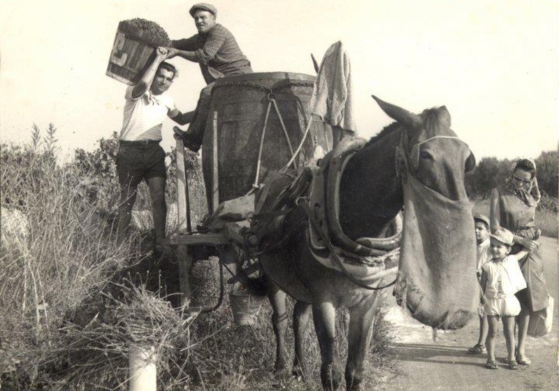 Vendemmia a Brindisi negli anni '60