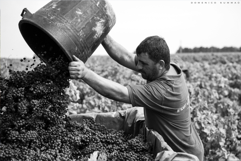 La vendemmia, il <em>cufunatore</em> svuota la <em>tinedda</em> di uva nella vasca del camion (ph. Domenico Summa)
