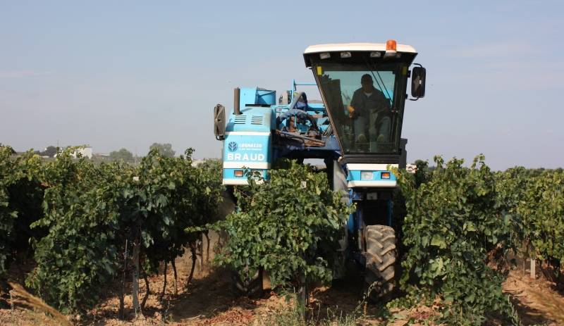 Raccolta meccanica con vendemmiatrice semovente - ph. G. Membola(C)