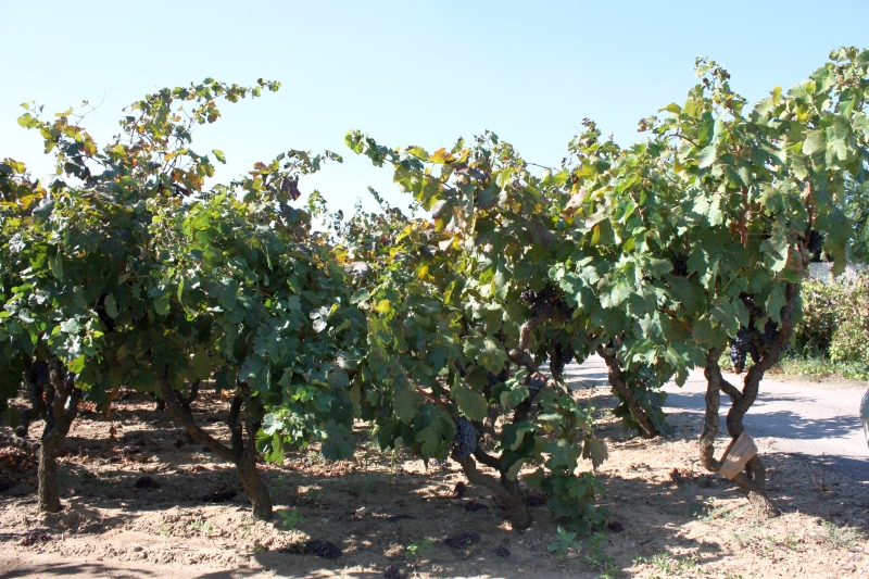 Vigneto di Negroamaro allevato ad Alberello Pugliese